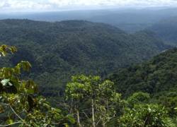Más de un millón de dólares por conservación de bosques en Ecuador