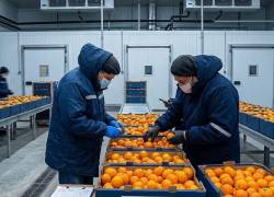La mandarina Tango de Ecuador es una variedad sin semillas, de piel lisa y brillante. (Representación visual con IA)