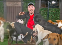 El famoso influencer estadounidense MrBeast rescató a 100 perros de la calle.