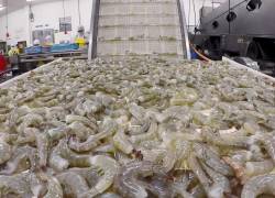 De enero a octubre de 2021 Ecuador exportó 1.481’782.475 libras de camarón.