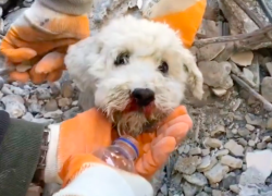Rescatistas lograron sacar un perrito de los escombros en Turquía.