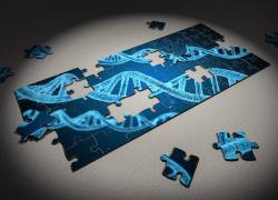 Los genes mutados se pueden heredar, el problema surge cuando ambos, papá y mamá, tienen el mismo gen eso genera una incompatibilidad que puede causar enfermedades genéticas en el bebé.