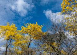 Colimes se llena de turistas por el florecimiento de los guayacanes.