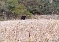 Desplazamiento de un oso andino tras incendio en el Casitagua.
