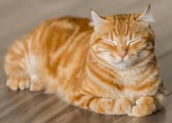 ¿Tu gato sufre en silencio? Cómo detectar si está enfermo