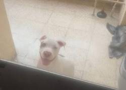 ¿Qué pasó con el perro del centro de Guayaquil? Proanimal interviene tras alerta ciudadana