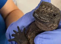La iguana marina rescatada se encuentra bajo custodia del Ministerio de Ambiente y Energía.
