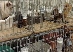 Rescatan a 25 gatos atrapados en un centro comercial tras el fuerte terremoto en Japón