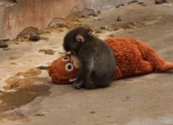 Punch, el macaco que se volvió viral por aferrarse a un peluche para enfrentar la soledad
