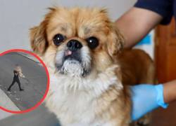 Rescatan a perro en Quito luego de supuesta agresión por la pareja de su tutora