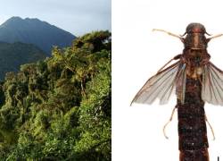 Los investigadores confirmaron que la especie no sólo está en Sumaco, sino en varias provincias del país.