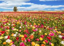 ¿Por qué varía la fecha del equinoccio cada año? El inicio de la primavera este 2026