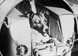 Laika: la perra callejera que falleció al ser enviada al espacio