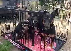 Desarticulan red internacional de pelea de perros en Colombia con ecuatorianos implicados