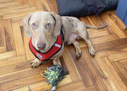 La historia de Oliver: fue robado, vendido y finalmente devuelto a su tutor