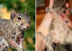 imagen de ardilla que presenta verrugas y bultos.