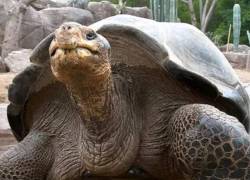 Gramma, la icónica tortuga de Galápagos del Zoológico de San Diego, murió a los 141 años