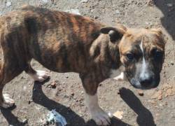 Quito: perros fueron rescatados tras denuncia por presunto maltrato y mala tenencia