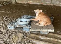 Tragedia en refugio de animales: crecida del río destruye albergue de Callejeritos SOS y deja dos perritos fallecidos