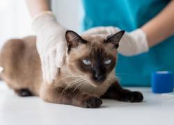 ¿Cada cuánto debe ir una mascota al veterinario? La importancia de los chequeos según expertos