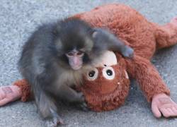 Punch, un macaco japonés, se volvió viral tras aferrarse a un peluche luego de ser rechazado por su madre.