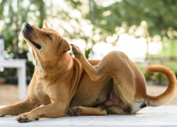 Un perro rascándose la oreja por presencia de pulgas.