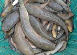 Peces cabeza de serpiente del norte capturados. Esta especie es capaz de respirar fuera del agua y desplazarse por tierra. Se trata de un depredador que sobrevive en ambientes extremos y pone en riesgo a las especies nativas estadounidenses.