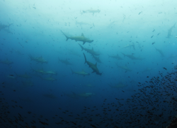 La Reserva de Biósfera Galápagos se expande: ahora protege más de 20 millones de hectáreas