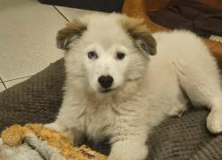 Quito vuela a Estados Unidos para reunirse con su nuevo dueño, integrante del equipo de Shakira