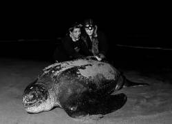 Callie Veelenturf, directora de The Leatherback Project y Kerly Briones, presidenta de la Fundación Reina Laúd revisan la colocación de la etiqueta satelital en una tortuga laúd en Playa Pajonal, Ecuador.