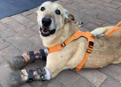 México presenta 'Ley Pay de Limón': una reforma contra el maltrato animal