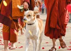 De las calles de la India a una caminata por la paz: Aloka, el perro que cruzó EE. UU. junto a monjes budistas