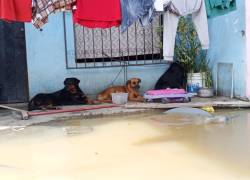 Emergencia en Babahoyo: animales de compañía, las otras víctimas del invierno