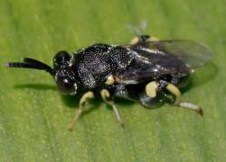 Fotografía de Brachymeria pandora, avispa descubierta recientamente en la Amazonía ecuatoriana.