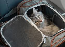 Polémica en Europa: una sentencia considera a los perros como 'equipaje' en los vuelos