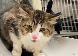 Crueldad animal en Nueva York: hallan 40 gatos muertos en un congelador y rescatan a otros en estado crítico