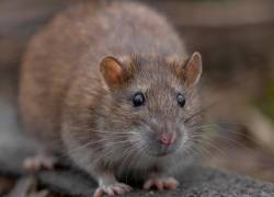 Hantavirus: ¿Cómo se contagia y qué precauciones tomar ante una enfermedad que no tiene cura?