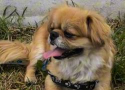 Leonel, el perro rescatado por maltrato en Quito, ya estárecuperado