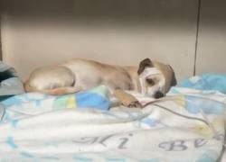 Quito: rescatan a un perrito que perdió su ojo tras ser atacado con un palo