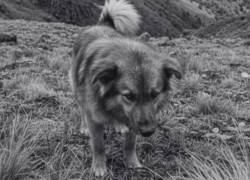 Muerte de Jachi: lo que se sabe sobre la partida del can que conmovió a Ecuador