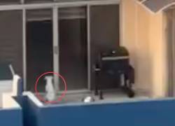 Guayaquil: alerta por perro en balcón expuesto al sol y la lluvia