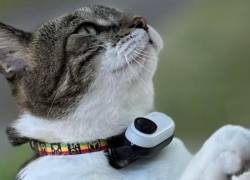 Mr. Kitters: El gato que convirtió sus paseos diarios en aventuras virales de internet