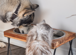 Un perro y un gato comiendo juntos.