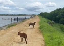 Caso Isla Puná: Proanimal realiza inspecciones y escala acciones judiciales contra presunto maltrato animal
