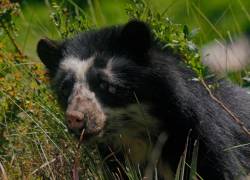 El oso de anteojos está catalogado en peligro de extinción ​​​​​​.