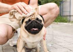 Guayaquil enfrenta temperaturas altas y radiación intensa: ¿cómo afecta a tus mascotas la ola de calor?