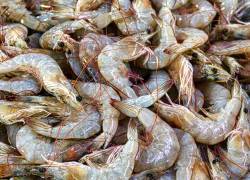 Nodavirus CMNV: el virus marino que puede causar ceguera en humanos