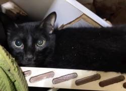 Nino, el gato que sobrevivió más de un mes bajo los escombros tras los terremotos en Venezuela