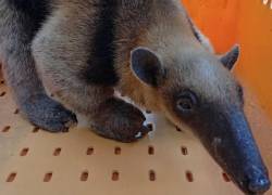 Rescatan a un oso hormiguero en Daule, Guayas tras denuncia ciudadana en redes sociales