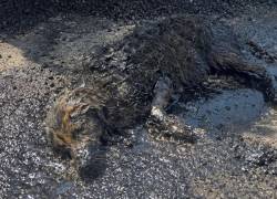 Caso 'Brea': EPMMOP rechaza responsabilidad en el accidente de perrita que quedó atrapada en brea